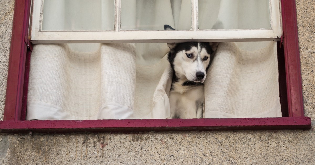 Pies sam w domu. Na jak długo można go tam zostawić?