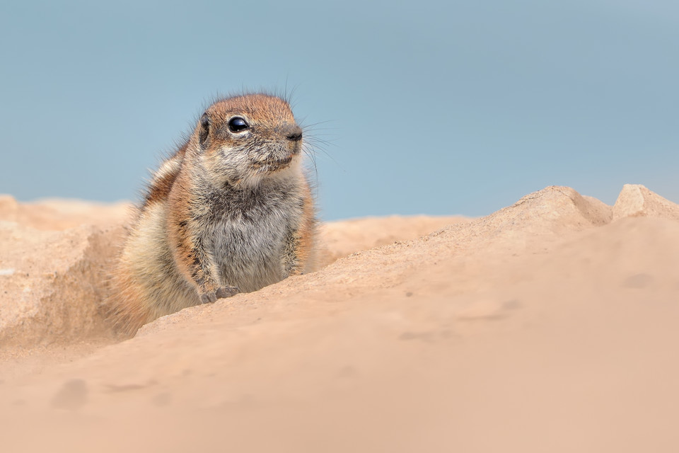 Berberyjka marokańska (atlantoxerus getulus), Fuerteventura