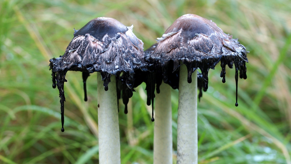 Czernidłaki - niezwykłe grzyby z polskich lasów, które pożerają same siebie