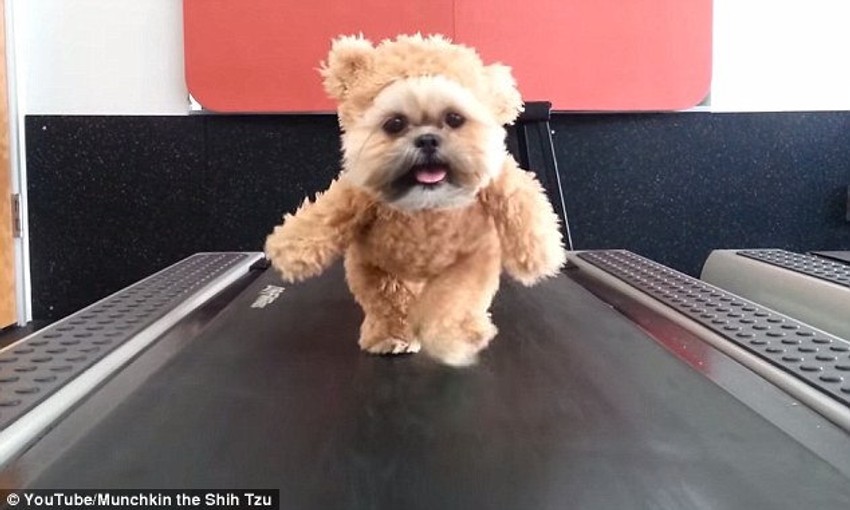 Mančkin trči na traci