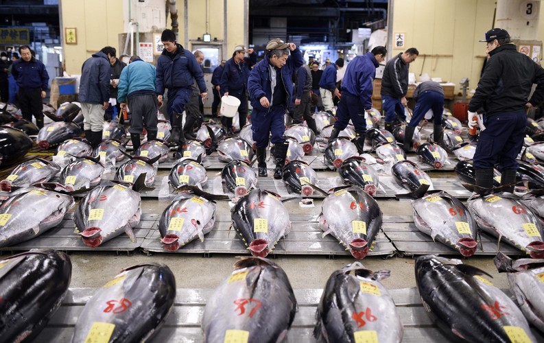 aukcja tuńczyka w Japonii