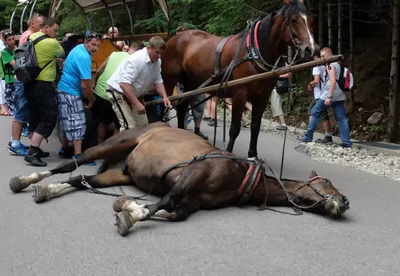 "To jedyny park narodowy, gdzie konie zamęczane są na śmierć". W TPN będą testy wozu hybrydowego