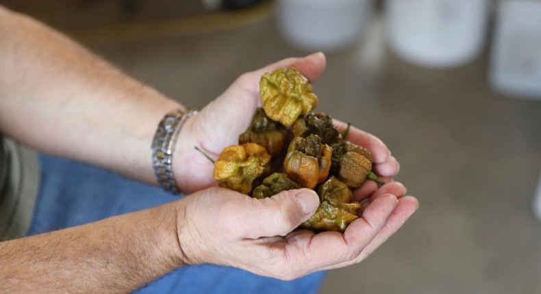 Ed Currie holds a handful of his Pepper X peppers, now the hottest pepper in the world.AP Photo/Jeffrey Collins