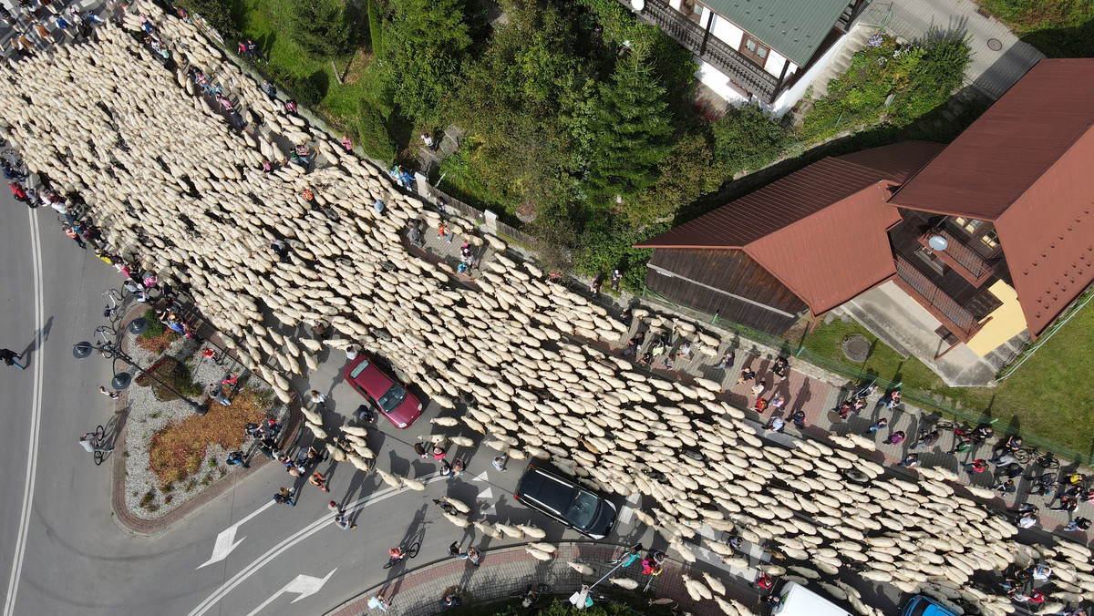 Szczawnica: Setki owiec i zablokowane ulice. Tak wyglądał jesienny redyk