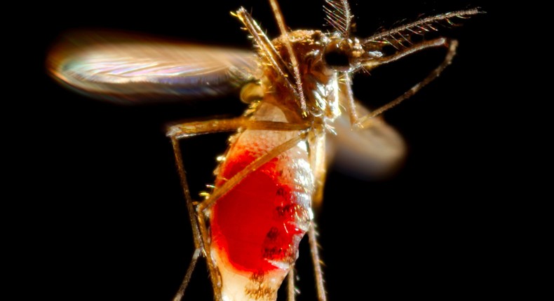 Mosquitoes can transmit serious diseases like Zika and dengue.