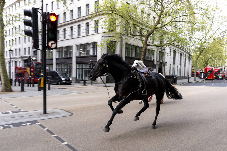 Spłoszone konie na ulicach Londynu