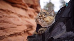 "Kociarze", czyli list miłosny Mye Hoang do wielbicieli kotów w kinach