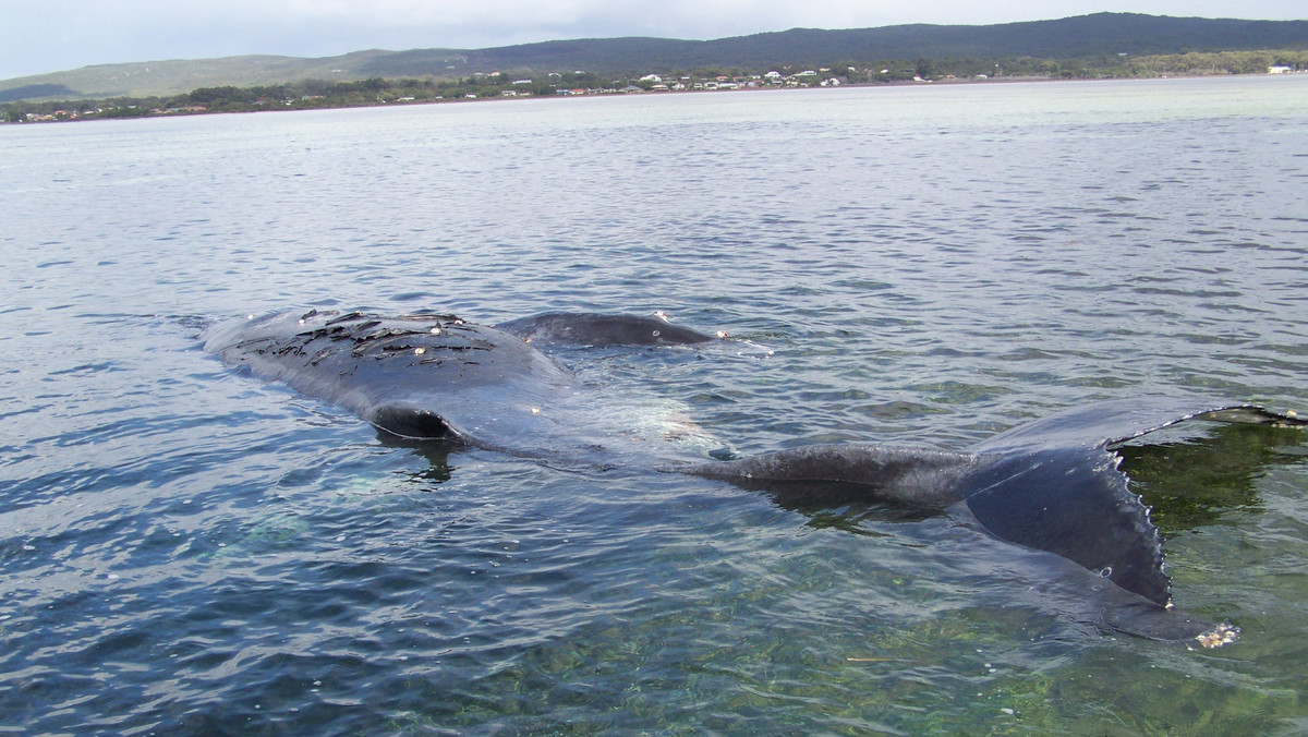 Uwięziony od dwóch tygodni na wodach Australii wieloryb został dobity przy pomocy materiałów wybuchowych. Zdaniem miejscowych władz blisko dziesięciometrowy ssak był zbyt duży by pozbawić go życia przy pomocy broni palnej - informuje serwis Ninemsn.