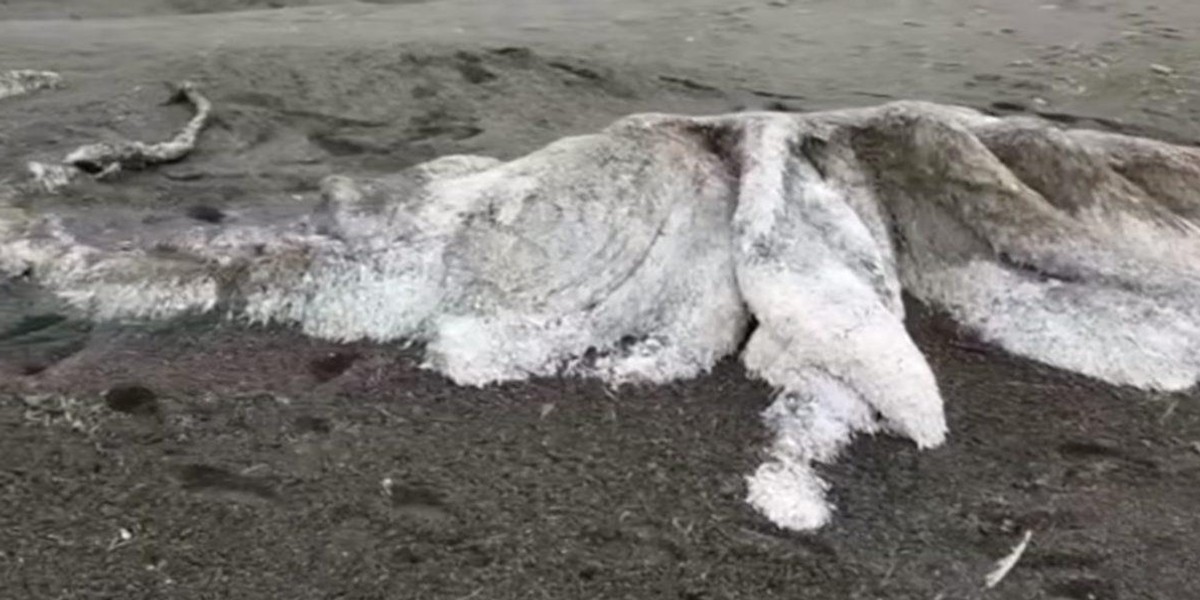 Tajemniczy stwór znaleziony na plaży na półwyspie Kamczatka. Naukowcy wiedzą już, co to jest!