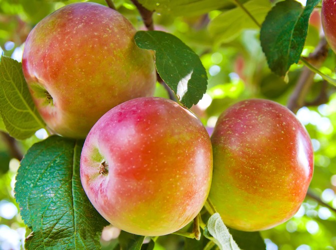 Niektóre owoce i warzywa zawierają toksyny