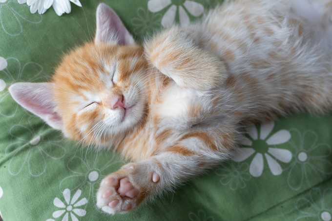 Így értelmezze macskája testbeszédét