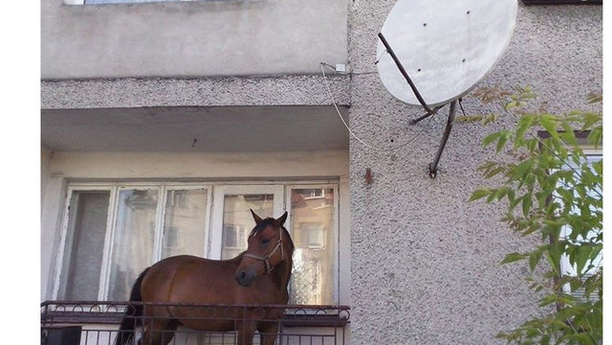 Zdjęcie konia na balkonie błyskawicznie rozeszło się w mediach społecznościowych i stało się hitem internetu. Zwierzę doczekało się nawet specjalnego imienia "Balkoń". Jednak, jak podaje portal Natemat.pl, fotografia jest małą manipulacją. O co chodzi?