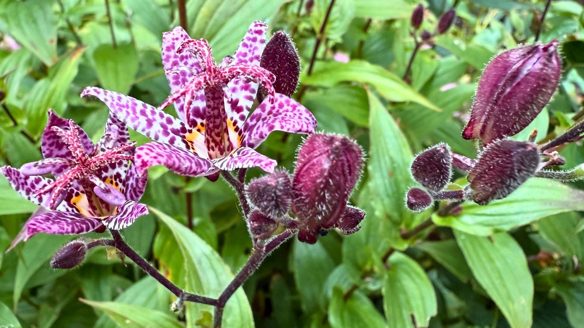 Tricyrtis pripomína svojimi škvrnitými kvetmi orchideu, no patrí medzi nenáročné trvalky, ktoré rozkvitajú na konci leta a na jeseň.