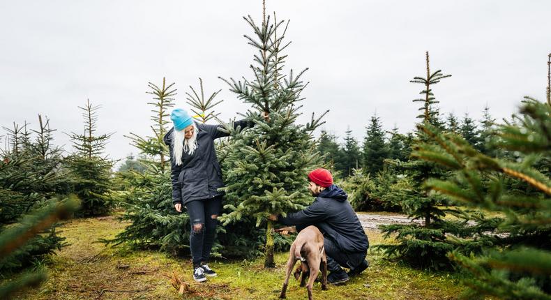 Shoppers should prepare to pay up to 30% more for Christmas trees this year, experts told Newsday.