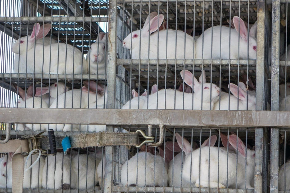 Odgajivačnice kunića