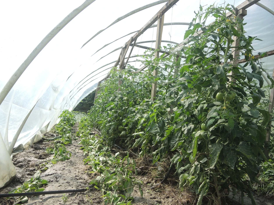 Radišin plastenik posle poplave