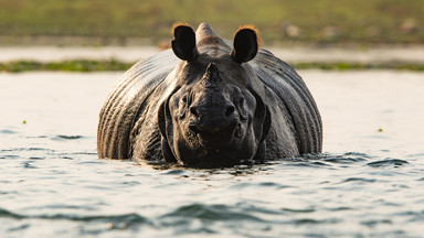 Tragedia w Parku Narodowym Kaziranga. Zginęło ponad 150 zwierząt