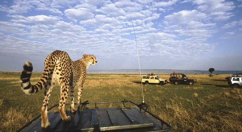 Cheetah leaps on a car in Masai Mara