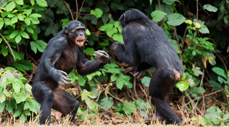 Bonobo bunyó. A közép-afrikai őserdőkben a kihalás szélére sodródott bonobók közkedvelt majmok emberi megnyilvánulásaik és kedvesnek vélt természetük miatt. A hímek azonban, mint kiderült nem csak a szabadidős szexet szeretik, hanem a verekedést is. / Fotó: Getty Images
