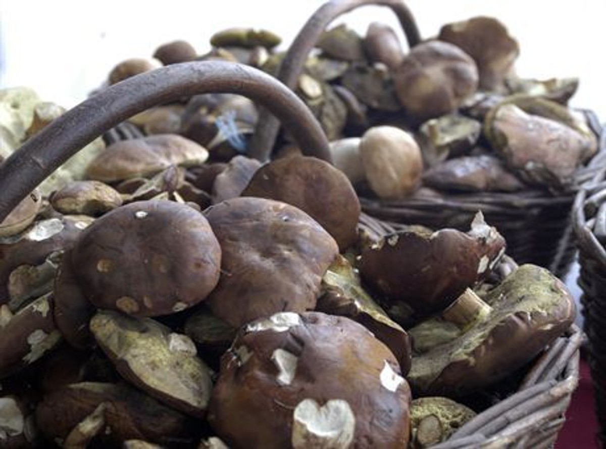 Lusowko 21 .08.05 Obfite grzybobranie, Nz. Rodzina Gelwing z Lusowka zebrala ponad 60 kg grzybow. Fot. Remigiusz Sikora