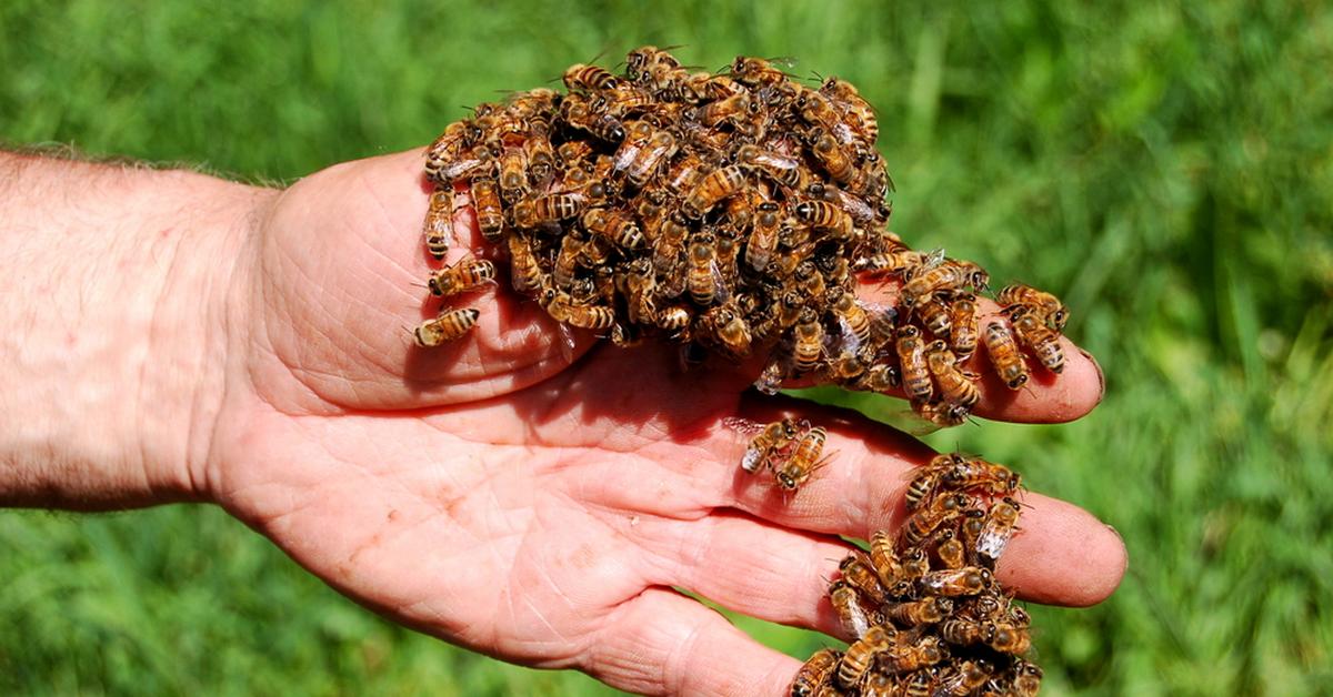 Яд пчелы. Пчела на руке. Пчеловодство апитерапия