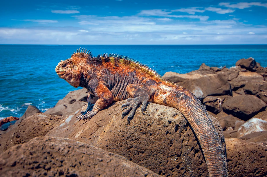 Legwan morski występuje tylko na wyspach Galapagos. To jedyny na świecie gatunek jaszczurki, który żeruje w wodzie.