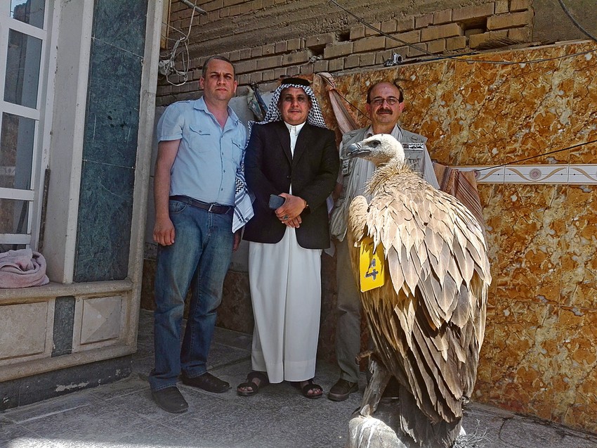 Za ovaj primerak zaštićene vrste tražen je i otkup