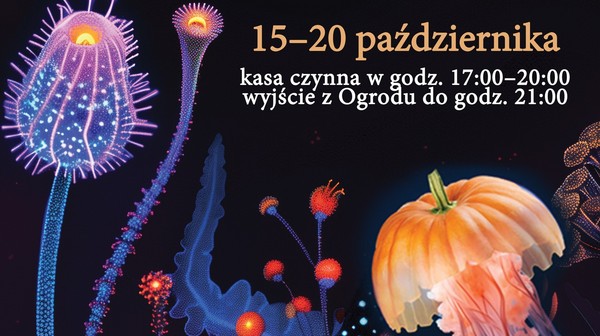 Dyniowe iluminacje już od wtorku