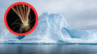 Tajemnicze stworzenia na Antarktydzie. Naukowcy opisali nowy gatunek