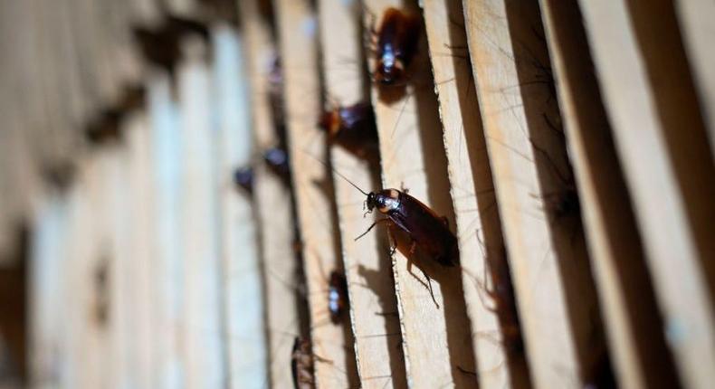 This picture taken on March 25, 2019 shows roaches at a cockroach farm in Yibin, China's southwestern Sichuan province.