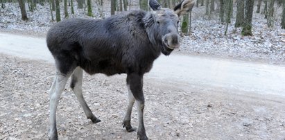 Łosie będą świecić na drodze