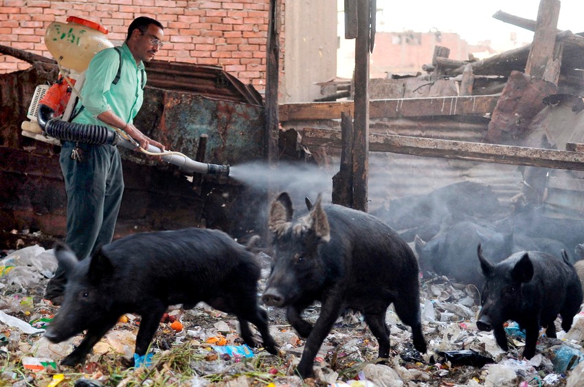 Zbog naziva "svinjski grip" javnost je pogrešno shvatila da je svinjetina zarazna