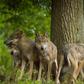 European Gray Wolf Group of Wolves