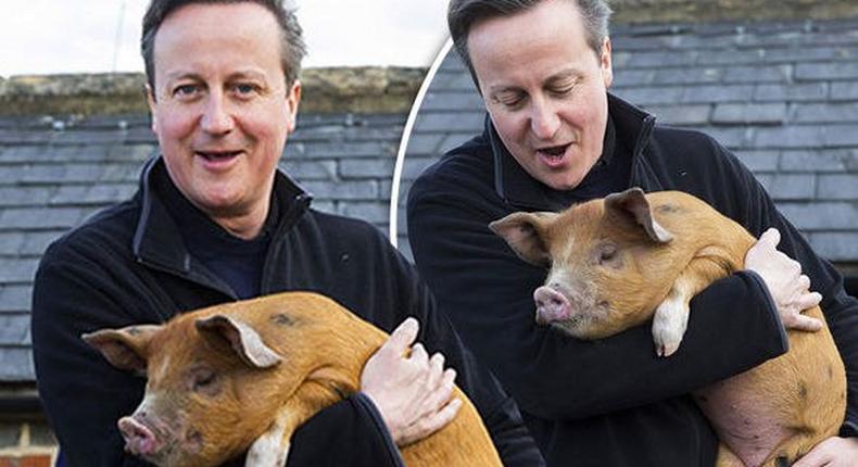 Son to be published book makes a shocking claim that British Prime Minister David Cameron put a “private part of his anatomy in a dead pig’s mouth as part of a student initiation ritual at Oxford.