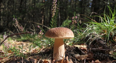 W lasach pojawiły się już pierwsze grzyby! Ekspert mówi o anomalii