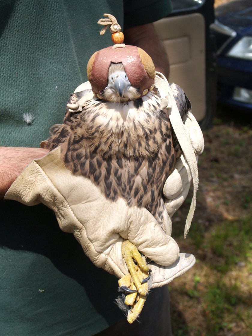 Sokół wędrowny na rękach człowieka