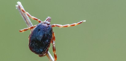 Afrykańskie kleszcze pojawiły się w Polsce. Przenoszą egzotyczne choroby