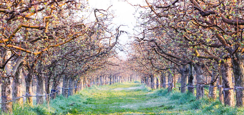 Łopiennik Nadrzeczny. Policjantka zginęła w wypadku na służbie