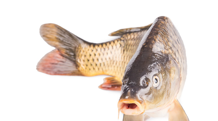 Horgászati tilalom kezdődött  / Fotó: Shutterstock