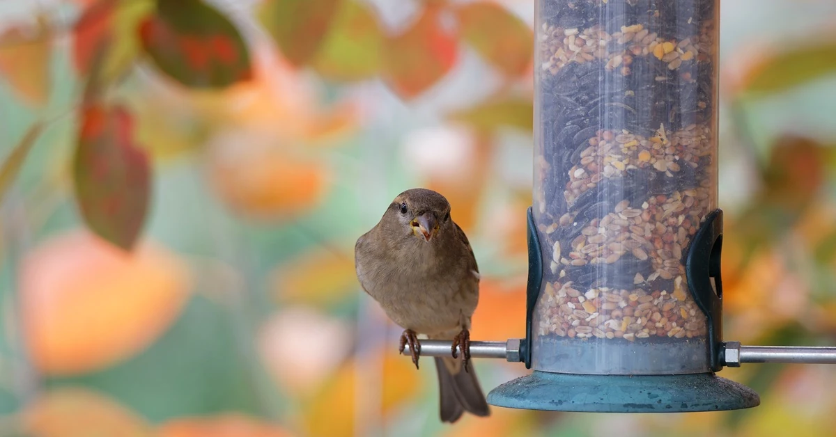 Kiedy zaczynamy dokarmiać ptaki? Karmniki wieszamy nieco wcześniej