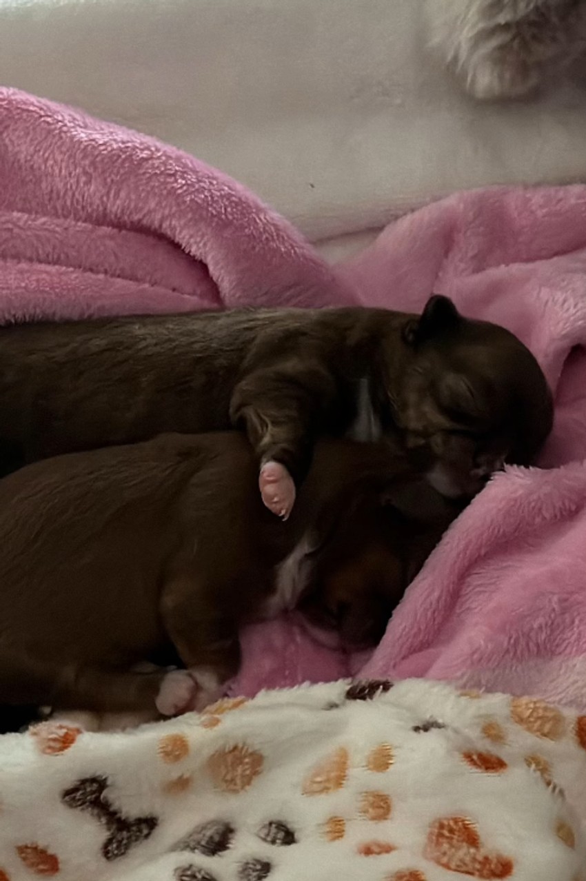 Milica Mitrović pokazala male pse koje je Lusi donela na svet