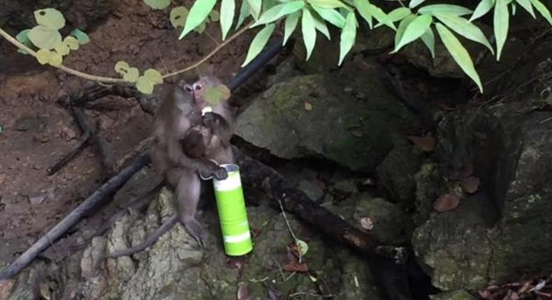 Monkey steals Pringles from tourists 