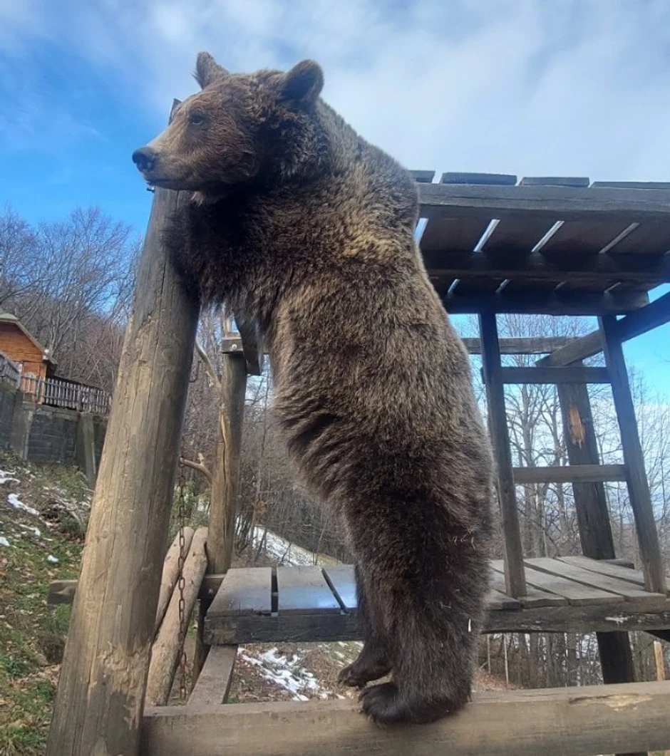 Maze se sa nama, i što bi se reklo - medvedi su nežni - rekao je kroz osmeh Petar Tubić ispred kluba "Paraghost" 