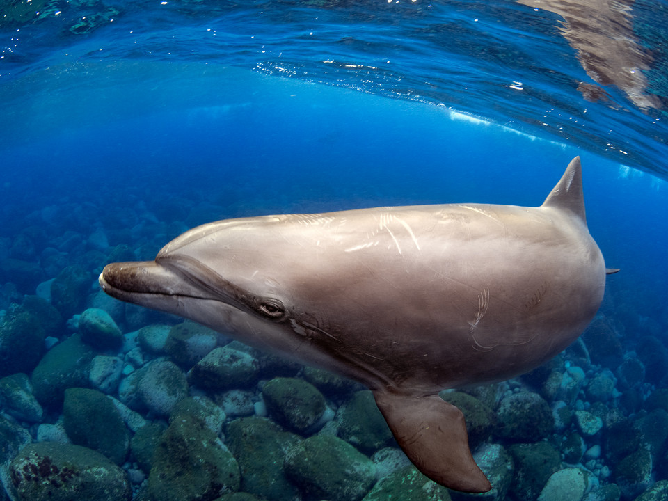 Zwycięzcy 8. Konkursu Fotografii Podwodnej Ocean Art 2019