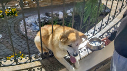 Kerítésbe szorult egy pórul járt kutya Nyíradonyban, így szabadították ki – fotók