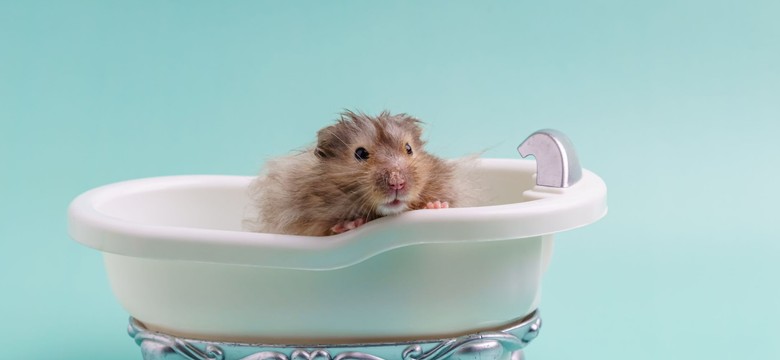 Zmienili chomiki w krwiożercze potwory. Nieudany eksperyment naukowców z USA