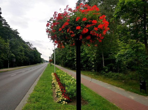 Kompozycje kwiatowej na ulicach Nowej Soli