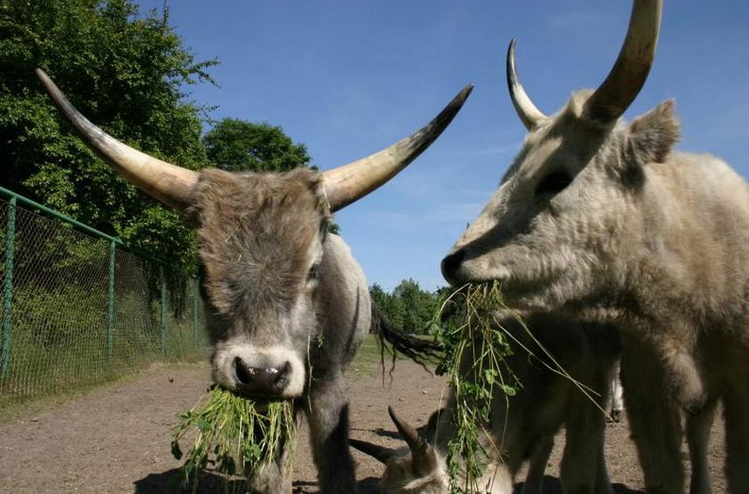 Nie wszystkie zwierzaki z zoo lubią upały