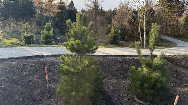 W Ogrodach Szczytnickich możemy podziwiać piękne iglaki