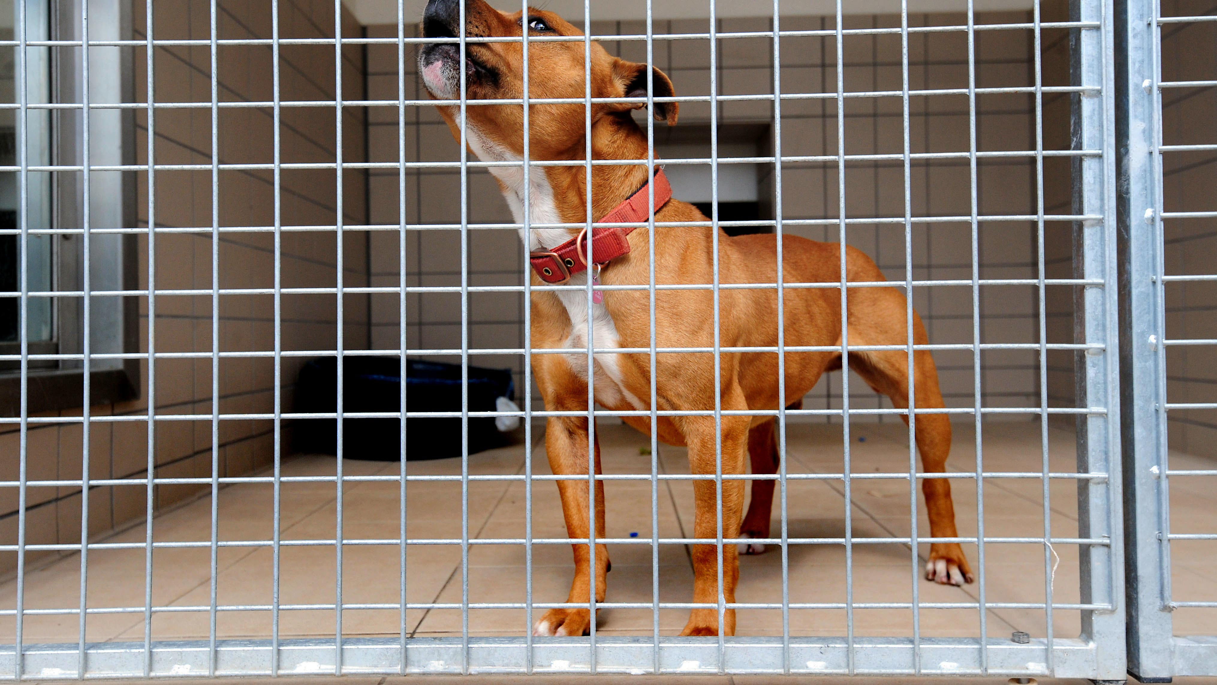 RSPCA warns imported dogs pose disease risk to UK pets